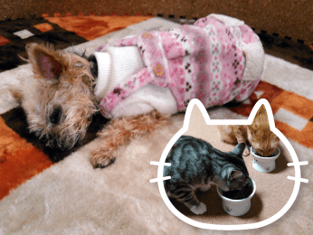 お手伝いできること_2.5