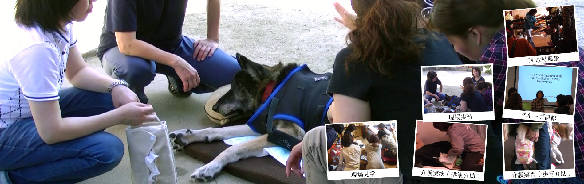 ペット介護プロ人材育成プログラム